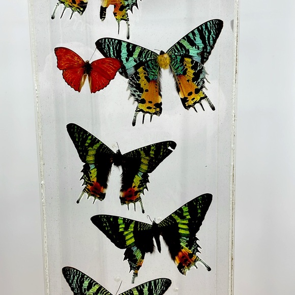 Vintage 80’s Urania leilus Day-Flying Moth Display (Signed 1983) Large Case - Picture 4 of 12